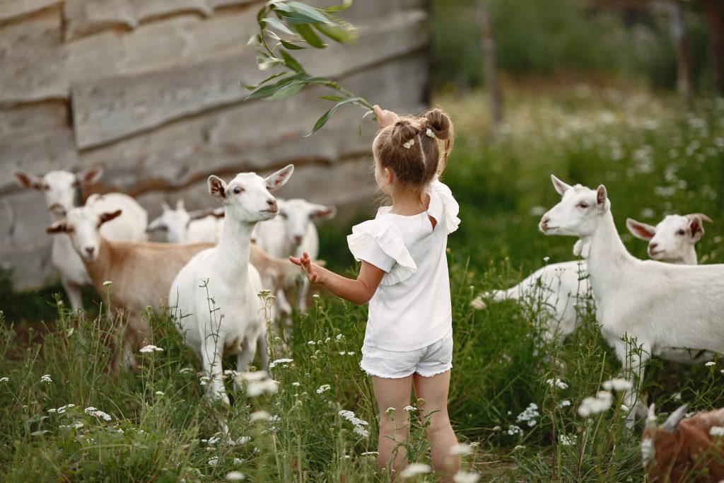 Kinderboerderij in Vlissingen