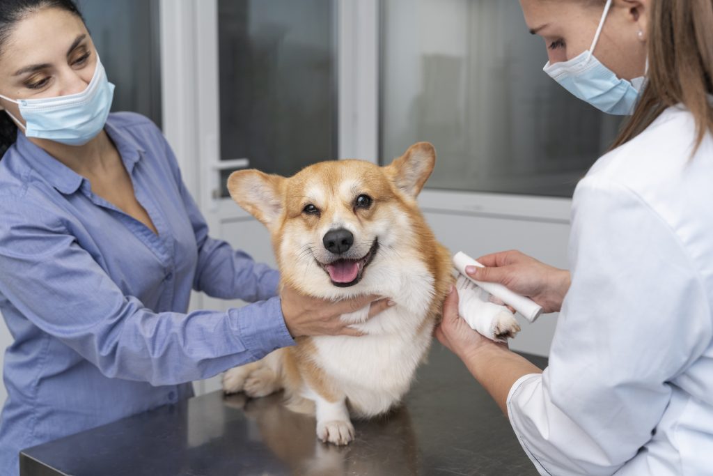 Dierenkliniek in Vlissingen